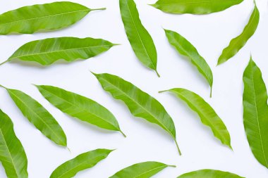 Beyaz arkaplanda mango yapraklarının üst görünümü.