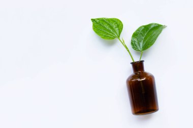 Piper Sarmentosum ya da beyaz arka planda gerekli yağ şişesi olan Wildbetal yaprağı. Boşluğu kopyala