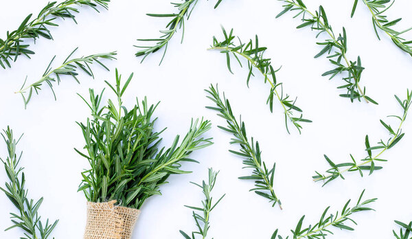 Fresh rosemary isolated on white background.