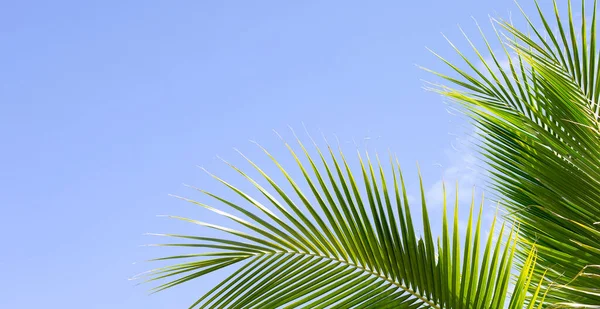 Kokospalmen Wunderschön Tropisch Mit Himmel Und Wolken — Stockfoto