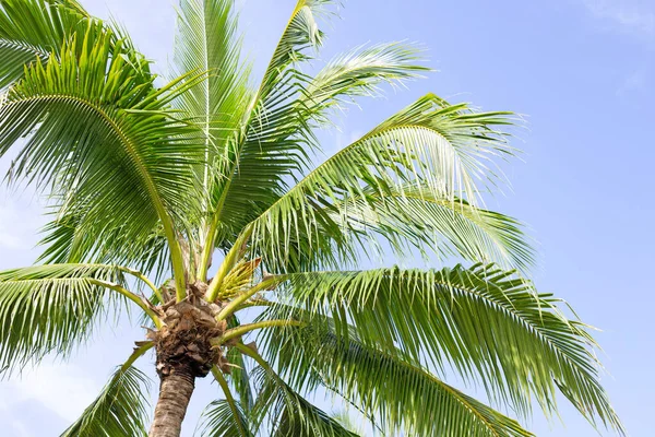 Coconut palm trees, beautiful tropical with sky