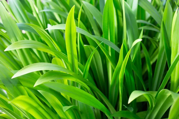 Long green leaves for background.