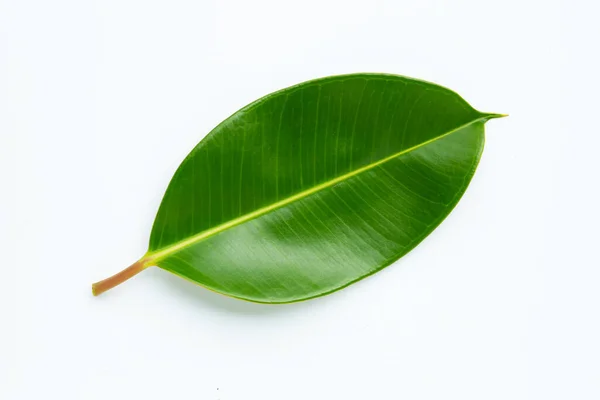 Лист Растения Каучука Белом Фоне — стоковое фото