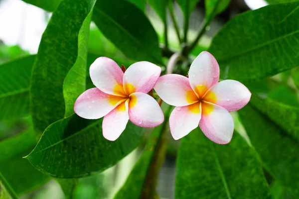 Kwiat Plumerii Zielonymi Liśćmi — Zdjęcie stockowe