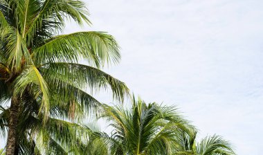 Hindistan cevizi palmiyeleri, güzel tropikal gökyüzü ve bulutlar.