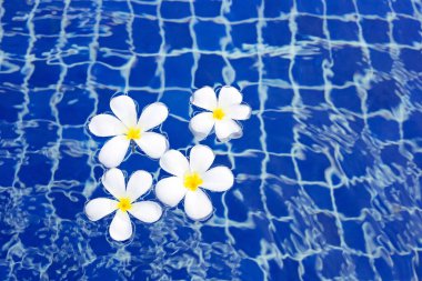 Yüzme havuzunda Frangipani çiçekleri. Üst görünüm