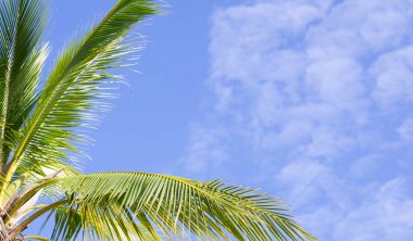 Hindistan cevizi palmiyeleri, güzel tropikal gökyüzü ve bulutlar.