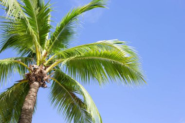 Hindistan cevizi palmiyeleri, güzel tropikal gökyüzü ve bulutlar.