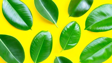 Sarı arka planda lastik yapraklar. Üst görünüm