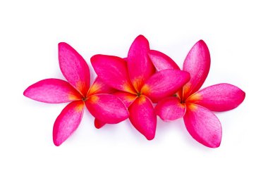 Kırmızı tesisat ya da mavi arka planda Frangipani çiçeği. Üst görünüm