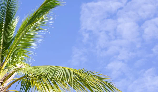 Palmeras Coco Hermoso Tropical Con Cielo Nubes — Foto de Stock