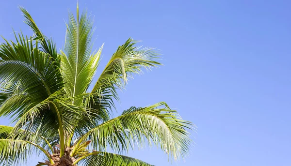 Kokospalmen Wunderschön Tropisch Mit Himmel Und Wolken — Stockfoto