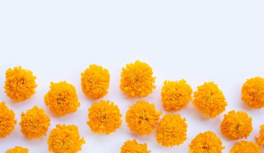 Beyaz arkaplanda kadife çiçeği yaprakları.