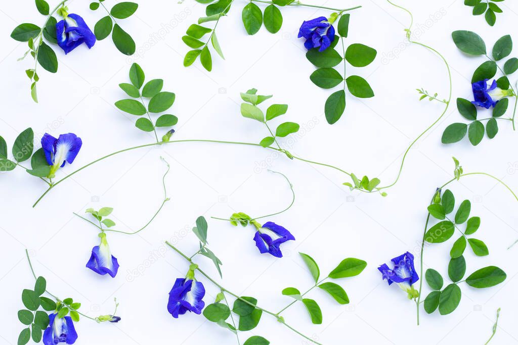 Butterfly pea flower or blue pea with leaves on white background. Copy space