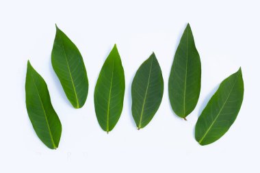 Beyaz arkaplanda gül elma yaprakları.