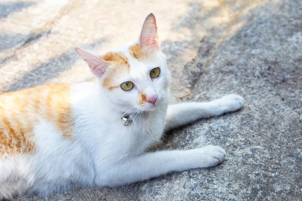 Белый Оранжевый Кот Цементе — стоковое фото
