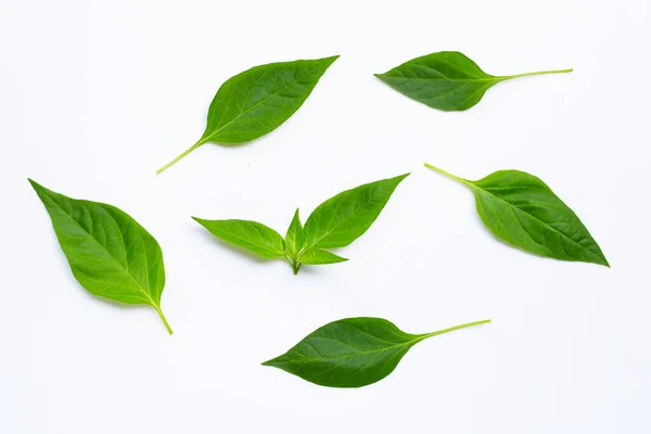 Πράσινα Φύλλα Πιπεριάς Τσίλι Λευκό Φόντο — Φωτογραφία Αρχείου