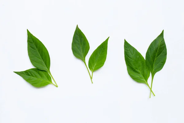 Zelené Listy Chilli Papriček Bílém Pozadí — Stock fotografie