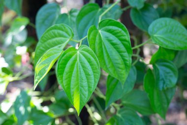 Graden 'da yetişen taze yeşil betel yaprakları.
