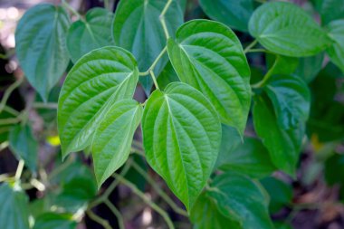 Graden 'da yetişen taze yeşil betel yaprakları.