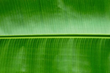 Arka plan için muz dokusu bırakır.