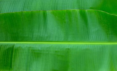 Arka plan için muz dokusu bırakır.