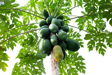 Bahçedeki ağaçta papaya meyvesi.