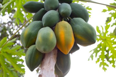 Bahçedeki ağaçta papaya meyvesi.