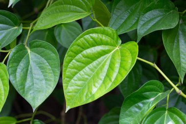 Graden 'da yetişen taze yeşil betel yaprakları.
