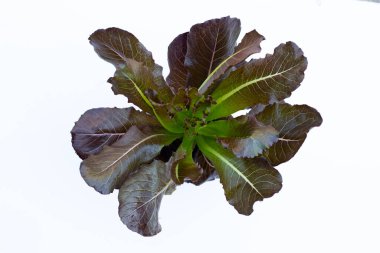 Beyaz arkaplanda Kırmızı Cos Marulu. 