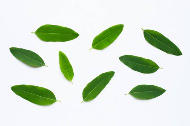 Beyaz arka planda okaliptüs yaprakları. Boşluğu kopyala