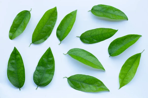 Tiliacora Triandra Grüne Blätter Auf Weißem Hintergrund — Stockfoto