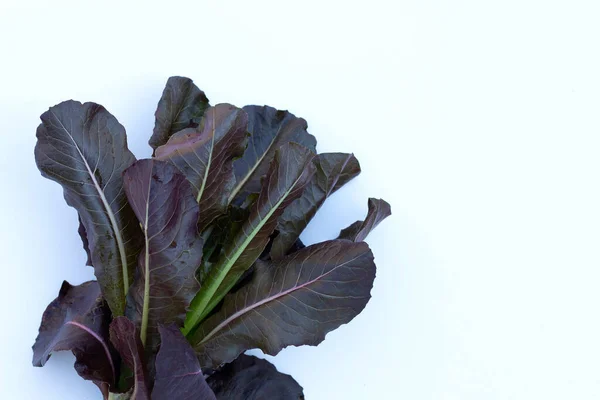 Red Cos Lettuce Leaves White Background — Stock Photo, Image