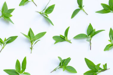 Beyaz arkaplanda tatlı fesleğen yaprakları.