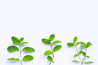 Beyaz arkaplanda nane yaprakları. 