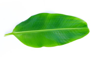 Beyaz arkaplanda muz yaprakları.