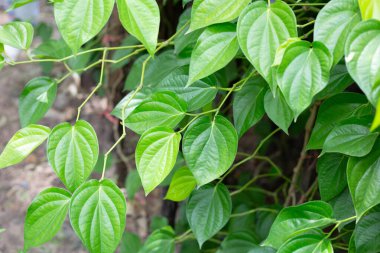 Graden 'da yetişen taze yeşil betel yaprakları.