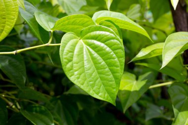 Graden 'da yetişen taze yeşil betel yaprakları.