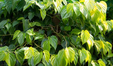 Graden 'da yetişen taze yeşil betel yaprakları.