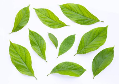 Beyaz arkaplanda Avokado yaprakları.