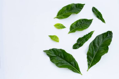 Beyaz arkaplanda Noni ya da Morinda Citrifolia yaprakları.
