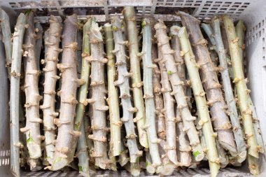 Cassava sandığı dikim için kesiliyor.