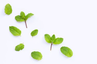 Beyaz arka planda izole edilmiş taze nane yaprakları. Boşluğu kopyala