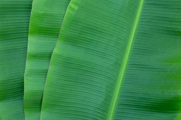 Banane Hinterlässt Textur Für Hintergrund — Stockfoto