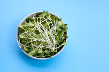 Mavi arkaplanda ayçiçeği filizi.