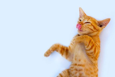 Küçük kedi beyaz arka planı izole etti.