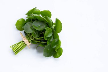 Taze yeşil centella asiatica yaprakları veya beyaz arka planda su pennywort bitkisi.