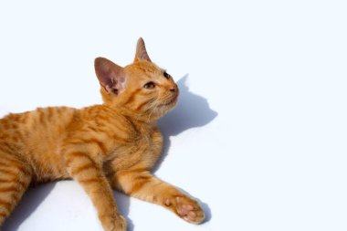 Küçük kedi beyaz arka planı izole etti.