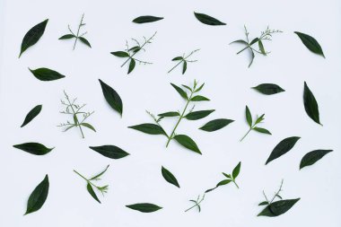 Kariyer ya da Andrographis paniklemiş beyaz arkaplanda yeşil yapraklar.