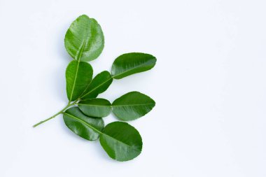 Bergamot kaffir limonu, beyaz arka planda taze bitkiler bırakır..